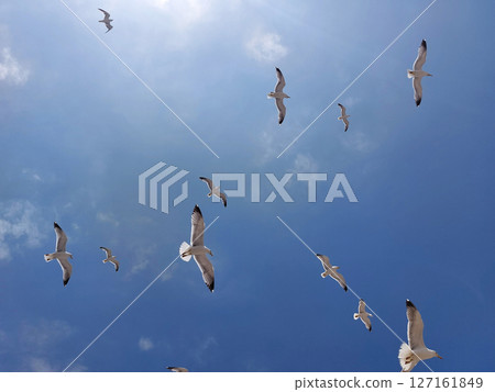 Background of flying seagulls against blue sky Background of flying seagulls against blue sky 127161849