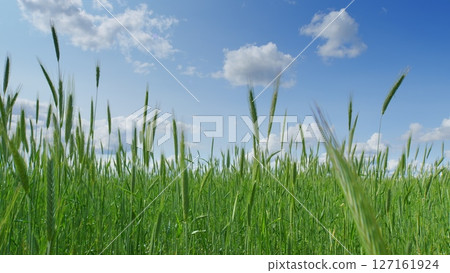 A Beautiful Lush Green Grassland Spreads Out Under a Clear Blue Sky With Fluffy Clouds 127161924