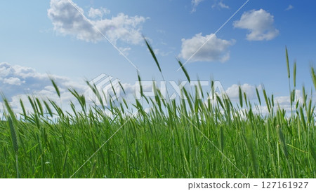 A beautiful scene of lush green grass under a bright blue sky with fluffy white clouds 127161927