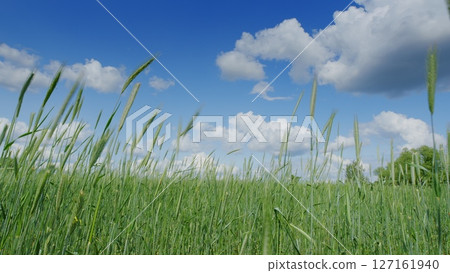 A Lush and Vibrant Green Grass Field Under a Clear Blue Sky with Fluffy White Clouds A Lush and Vibrant Green Grass Field Under a Clear Blue Sky with Fluffy White Clouds 127161940
