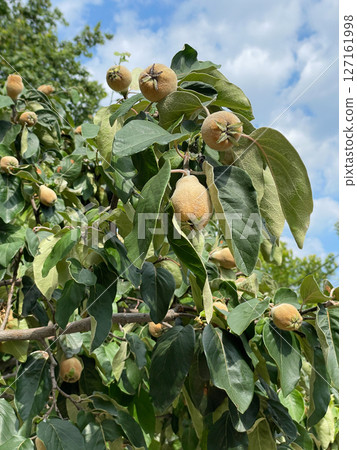 quince tree with fruits and leaves 127161998