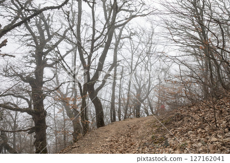 Landscape Autumn Forest in Fog on Mountain Landscape Autumn Forest in Fog on Mountain 127162041