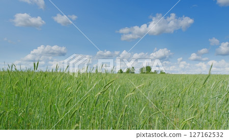 A beautiful and vibrant green field situated under a clear blue sky adorned with fluffy clouds A beautiful and vibrant green field situated under a clear blue sky adorned with fluffy clouds 127162532