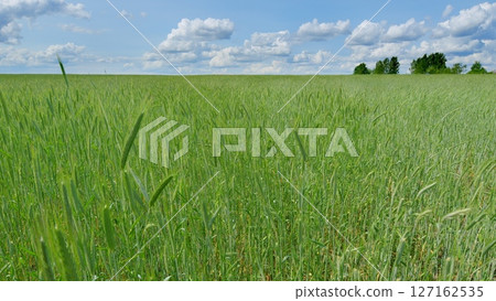 A Vibrant Green Field Spreading Out Under a Beautiful and Clear Sky with Soft Clouds 127162535