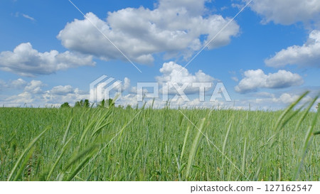 A Beautiful and Vibrant Green Field Stretching Under a Clear Blue Sky Filled with Clouds 127162547