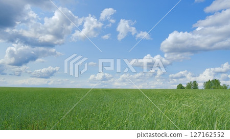A beautiful green field stretched wide under a clear blue sky with fluffy white clouds 127162552