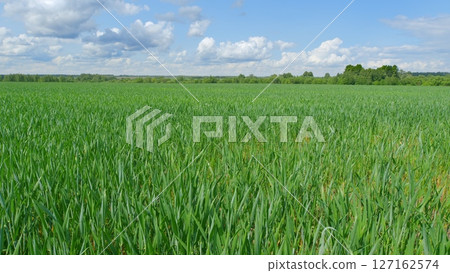 Vibrant, Lush Green Onion Field Under a Beautiful, Clear Blue Sky with Gentle Clouds Above 127162574