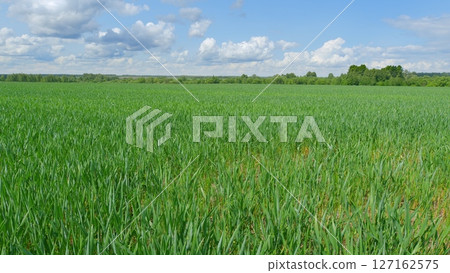 A Lush Green Field Spreading Under a Bright and Clear Sky Resplendent with Light and Color 127162575