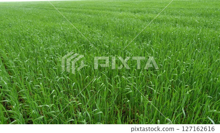 A Beautiful and Lush Green Wheat Field Extended Out Under a Clear and Bright Blue Sky Above Us 127162616