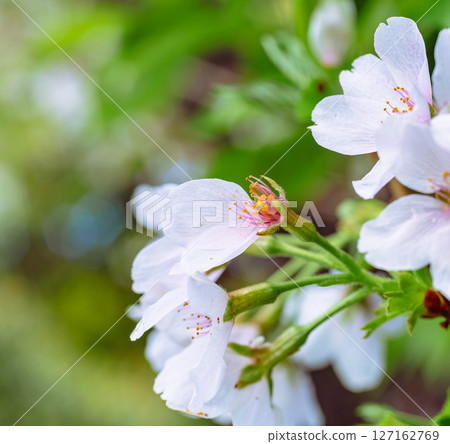 藍天下盛開的染井吉野櫻花 8-1 藍天下盛開的染井吉野櫻花 8-1 127162769