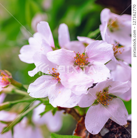 藍天下盛開的染井吉野櫻花 8-2 藍天下盛開的染井吉野櫻花 8-2 127162770