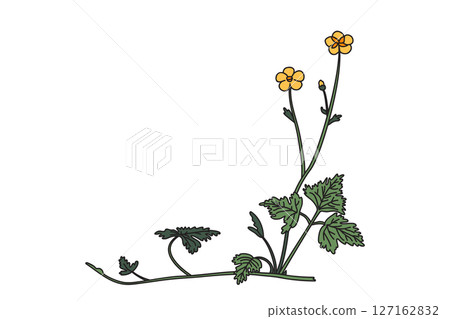 Botanical floral corner isolated on white background. Hand drawn wildflower plant with yellow Flowers green Leaves Stems vector illustration. Graphic design element for Birthday Wedding Greeting Card 127162832