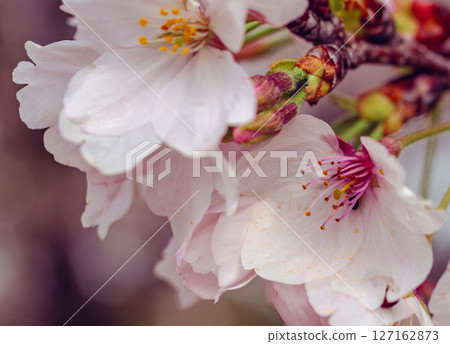 Yoshino cherry blossoms shining against the blue sky 8-26 127162873
