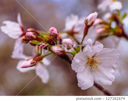 Yoshino cherry blossoms shining against the blue sky 8-27 Yoshino cherry blossoms shining against the blue sky 8-27 127162874