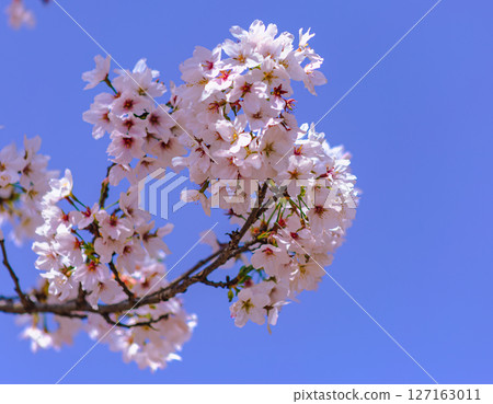 Yoshino cherry blossoms shining against the blue sky 9-1 Yoshino cherry blossoms shining against the blue sky 9-1 127163011