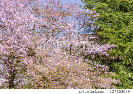 Yoshino cherry blossoms shining against the blue sky 9-19 127163029