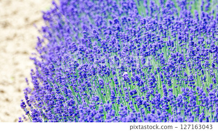 盛開的薰衣草是北海道的代名詞 盛開的薰衣草是北海道的代名詞 127163043