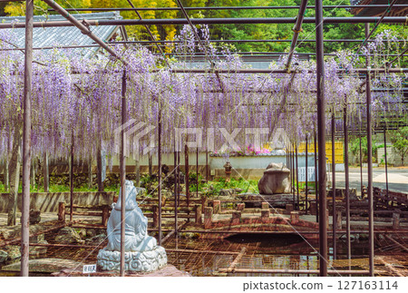 骨畑1-51的紫藤架 127163114