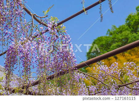 骨畑紫藤架 1-52 127163115