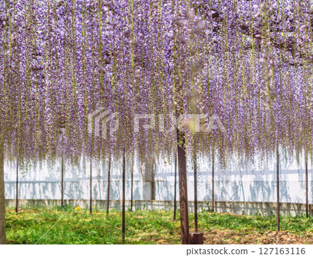 骨畑1-53號紫藤架 127163116