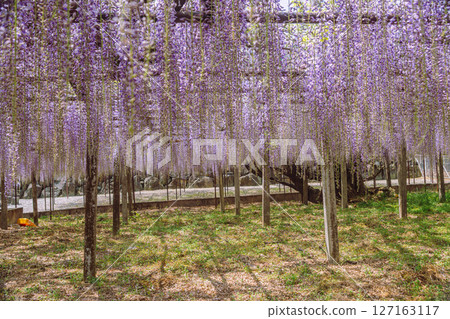 Wisteria trellis of Honehata 1-54 Wisteria trellis of Honehata 1-54 127163117