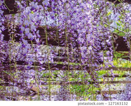 Wisteria trellis of Honehata 1-69 127163132