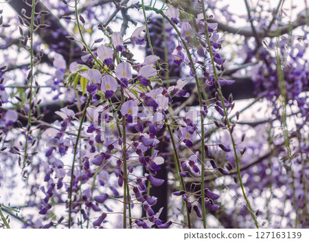 骨畑紫藤架 1-76 127163139