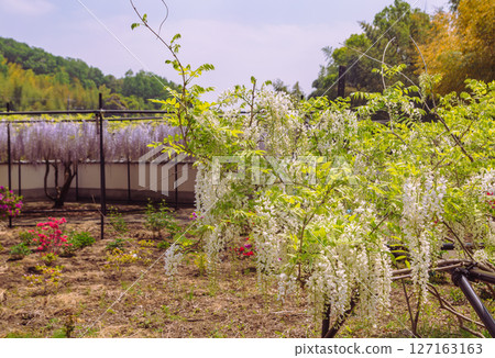 Wisteria trellis of Honehata 1-100 127163163