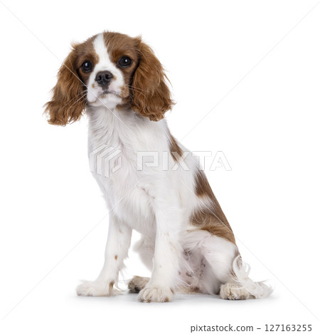 King Charles Spaniel dog puppy on white background 127163255