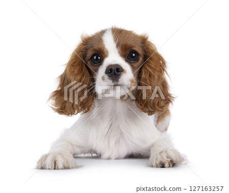 King Charles Spaniel dog puppy on white background 127163257