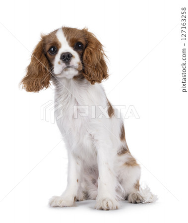 King Charles Spaniel dog puppy on white background King Charles Spaniel dog puppy on white background 127163258