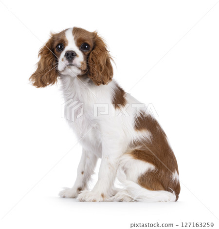 King Charles Spaniel dog puppy on white background 127163259