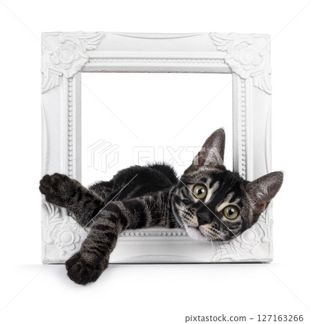 Charcoal Bengal cat on white background 127163266