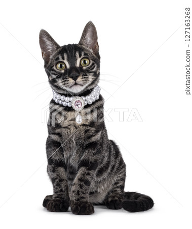 Charcoal Bengal cat on white background Charcoal Bengal cat on white background 127163268