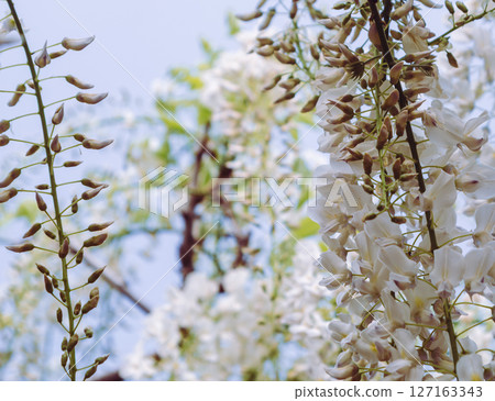 骨畑紫藤架 1-35 骨畑紫藤架 1-35 127163343