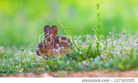 European Rabbit, Spain 127163385