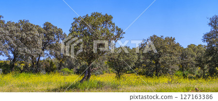 Mediterranean Forest, Spain 127163386