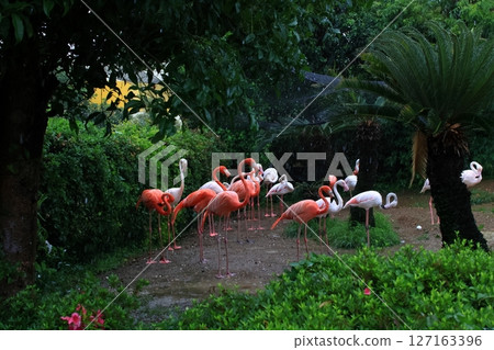 景觀與火烈鳥 127163396