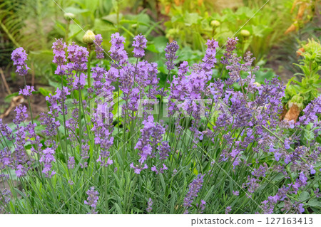 Lavandula officinalis grows in meadow or open areas. Lavandula cultivated for ornamental purposes. Oil production. Sunny day. 127163413