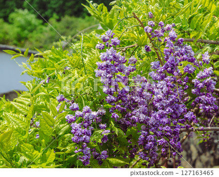 Wisteria trellis of Honehata 2-16 Wisteria trellis of Honehata 2-16 127163465