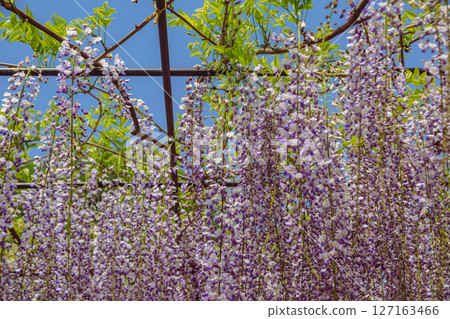 Wisteria trellis of Honehata 2-17 127163466