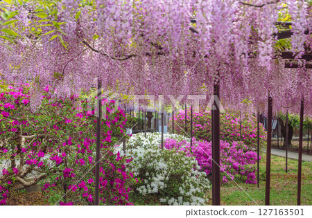 Wisteria trellis of Honehata 2-56 127163501