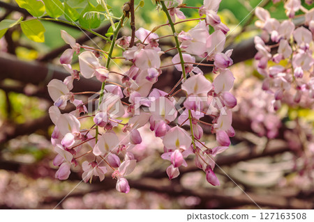 Wisteria trellis of Honehata 2-63 Wisteria trellis of Honehata 2-63 127163508
