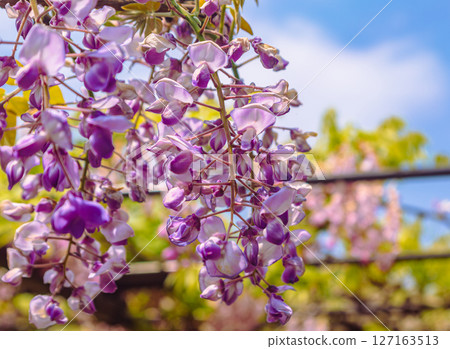 Wisteria trellis of Honehata 2-68 Wisteria trellis of Honehata 2-68 127163513