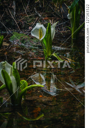 【乘鞍高原】水邊盛開的臭菘【牛留池散步道】 【乘鞍高原】水邊盛開的臭菘【牛留池散步道】 127163522