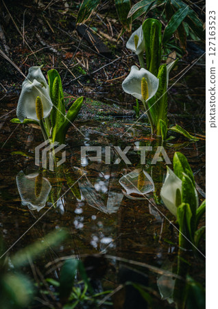 【乘鞍高原】水邊盛開的臭菘【牛留池散步道】 127163523