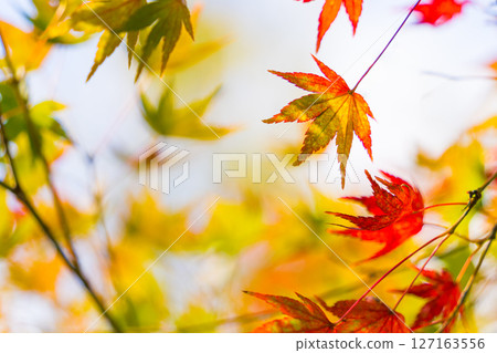秋天的樹葉 127163556