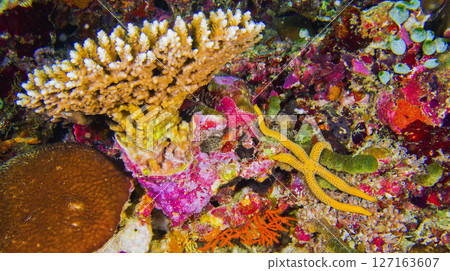 Hard Coral, Maldives 127163607