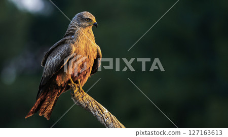 Black Kite, Spain Black Kite, Spain 127163613