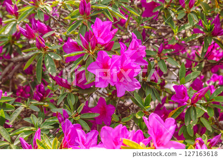 Bonehata 1-1的杜鵑花 127163618